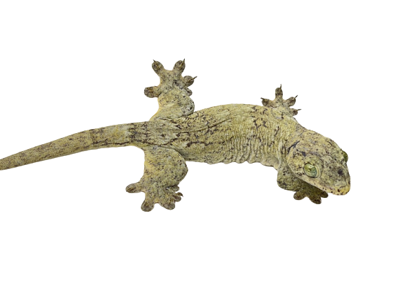 Halmahera Giant Gecko